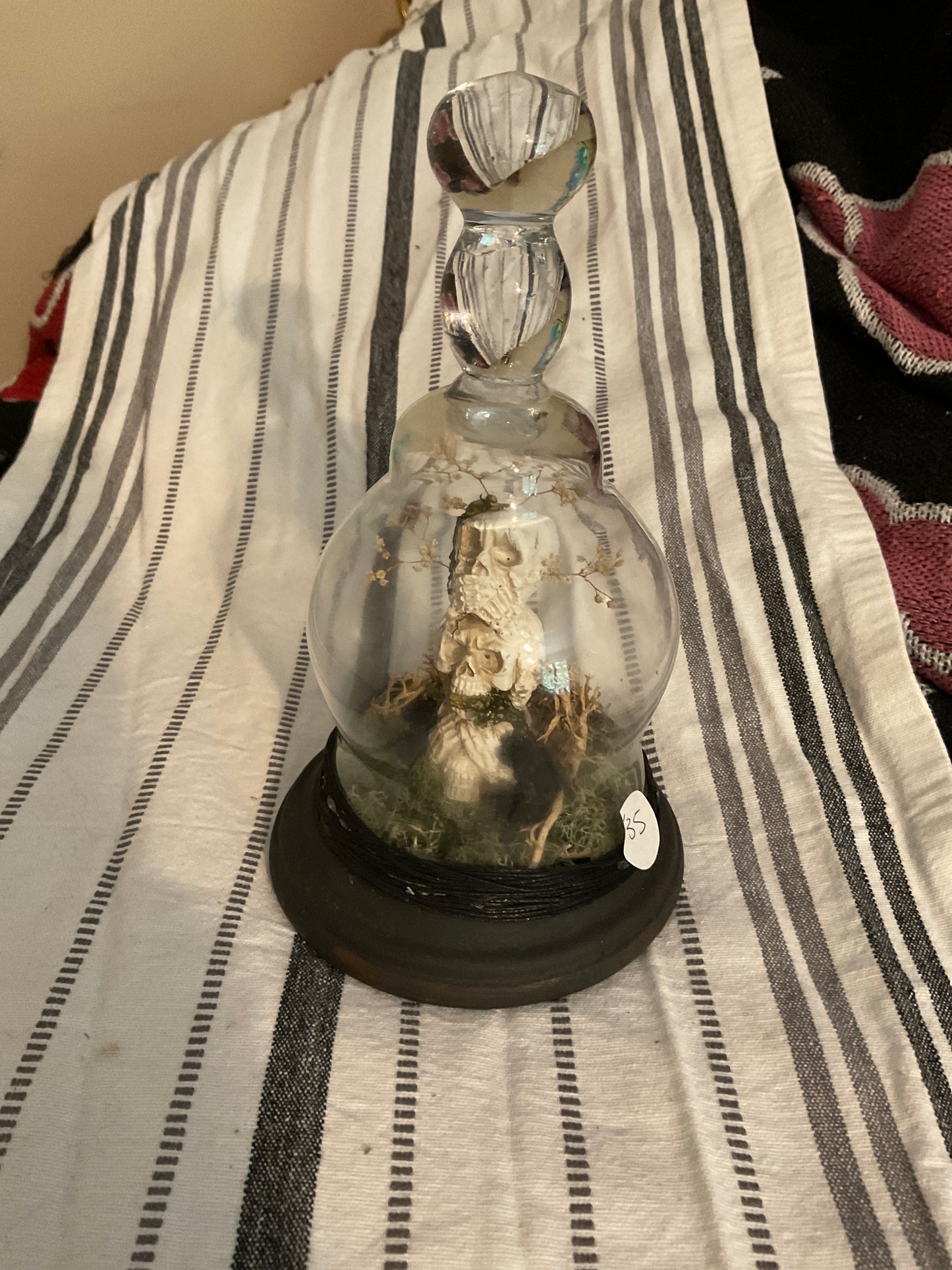 Skull terrarium