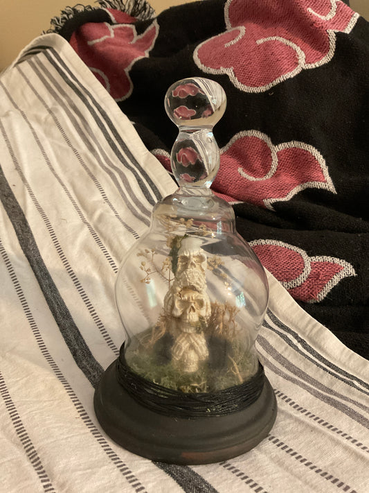 Skull terrarium